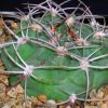 Gymnocalycium_mostii_1